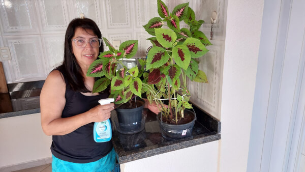 Terapia nos cuidados com as plantas: os benefícios do cultivo em casa